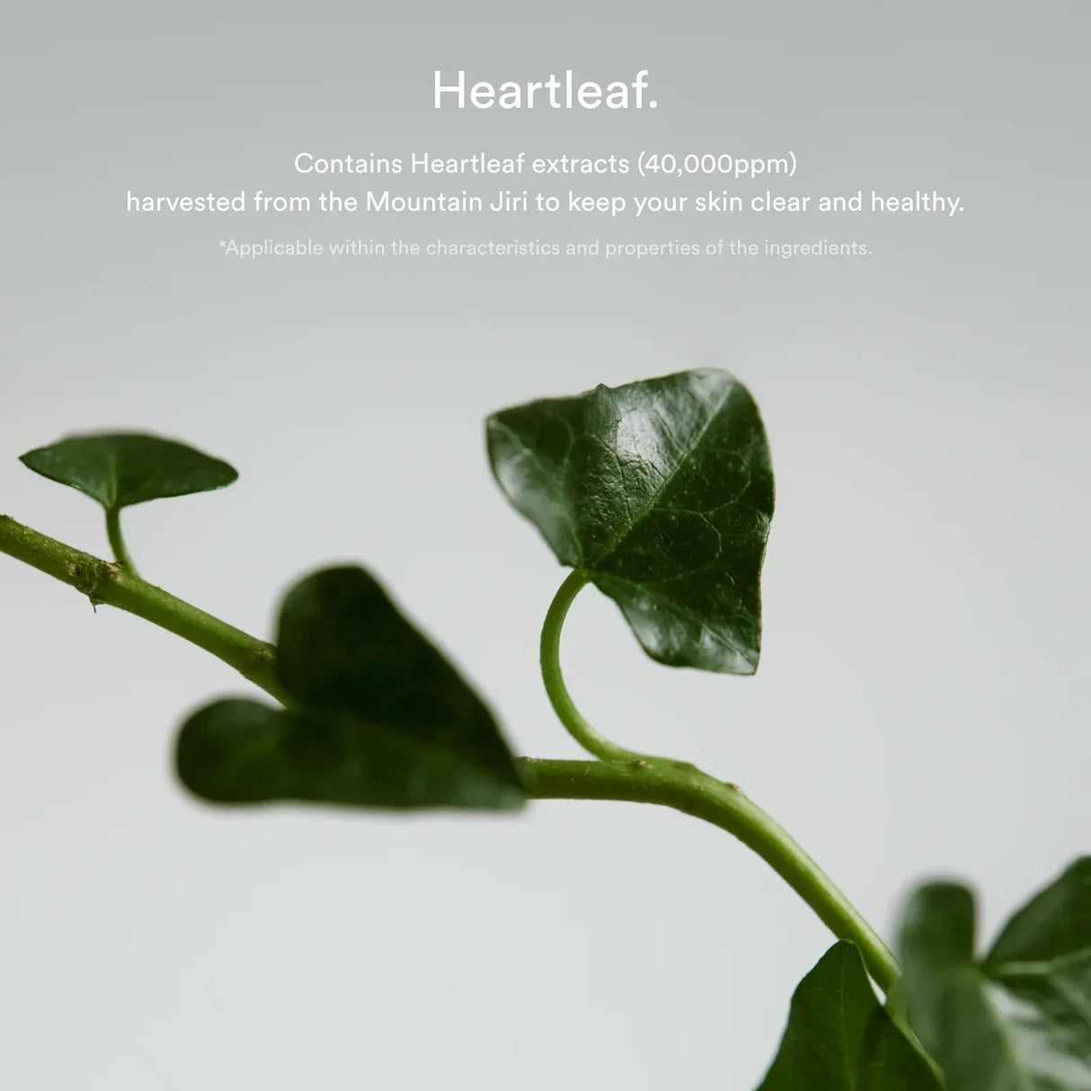 ABIB | Heartleaf Spot Pad Calming Touch - 80ud - InternationalCosmetic