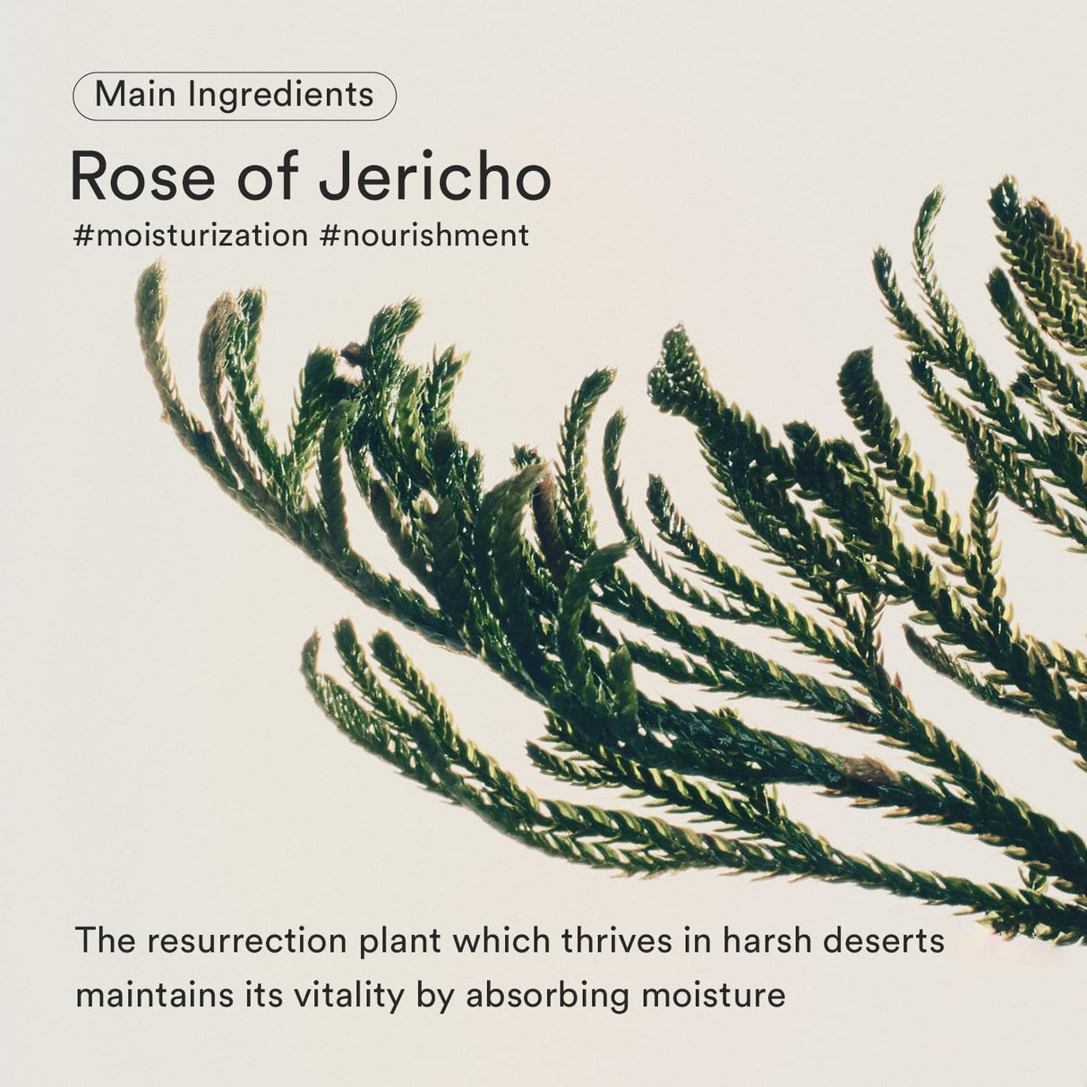 ABIB | Jericho Rose Bifida Serum Firming Drop - 50ml